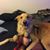 Lisa Stoll's profile image