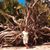 Sharon Fegorello Marconi's profile image