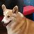 Lisa Sollenne's profile image