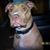 Deborah Hussey's profile image