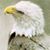 Terry Little Eagle's profile image