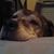 Carolyn Renee Pettit's profile image