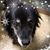 Carma Rowland-Trainer's profile image