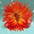 Christel Goins's profile image