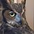 DeAnne Thorn's profile image
