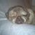 Tanya Compton's profile image