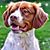Robbie Spryn's profile image