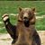Jay Bear's profile image