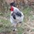 Lorna Turner Colliver's profile image