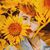 Janet Starkey Petsch's profile image