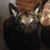 Renee Burrell Keimig's profile image