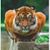 Silvestre Ordaz's profile image