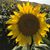 Sandy Saras's profile image
