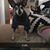 Stephanie M. Cherry's profile image