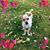 Dawn Gordon Straitiff's profile image