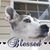 Celeste Estes's profile image