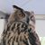 Debbie Lielasus's profile image