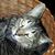Karen Mitchell's profile image
