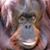 Pete Wareham's profile image