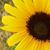 Danette Smith-Lillard's profile image