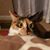 Stephanie Rinaldi's profile image