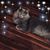 Laurie Bramley's profile image