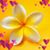 Marwa Ahmed's profile image