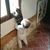 Joanie Carboni Macaroni's profile image