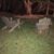 Lorene Crooks's profile image