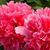 Shirley Rees's profile image