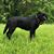 Joyce Oset's profile image