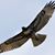 Perry L. Johnson's profile image
