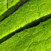 Nancy O.'s profile image