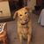 Lisa Bedard Samble's profile image