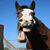 Sarah Kat Hankins's profile image