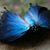 Becky Michelle Manning Collins's profile image