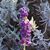 Janene Decker-Rawlinson's profile image