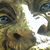 Arr Canis Confiderus's profile image