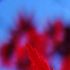 carrol a.'s profile image