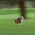 Debbie Shanklin's profile image