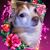 Debbi Woodcock's profile image