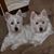 Shirley Curtis's profile image