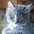 Cold Catz's profile image