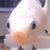 Luke Theriot's profile image