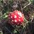 Alisa Tipton Dodds's profile image
