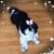 Carol Lopes's profile image