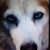 Lisa Weitzman Alford's profile image