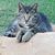 Cathy Lee Silberman's profile image