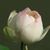 Katie Marjorie's profile image