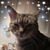 Deborah Shotwell-Smith Bentley's profile image
